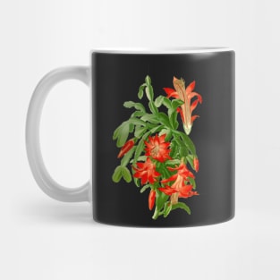 Christmas Cactus - Epiphyllum Truncatum - Botanical Illustration Mug